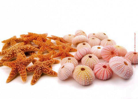 Starfish & Sea Urchins