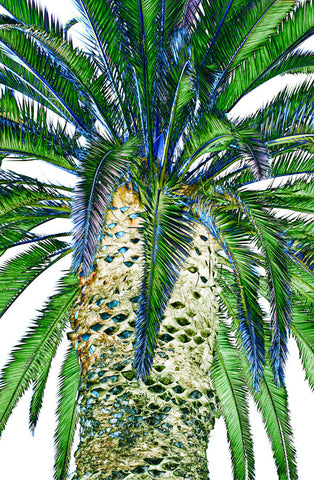 Palm Tree Solar | Rectangle