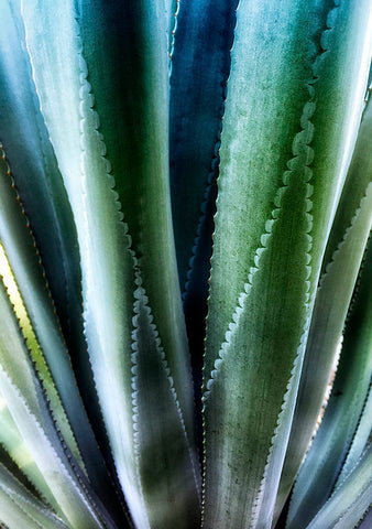 Blue Cactus l Rectangle