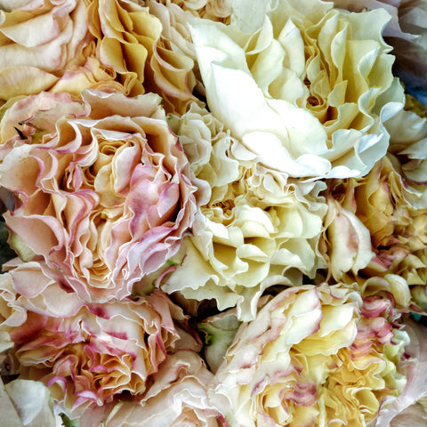 Antique Peonies | Mini