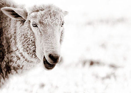 Rectangular (L): Baby Sheep
