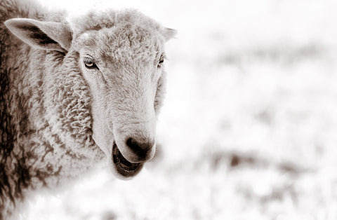 Baby Sheep | Rectangle