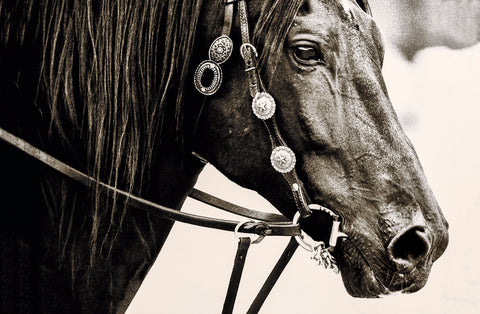 Black Horse | Rectangle