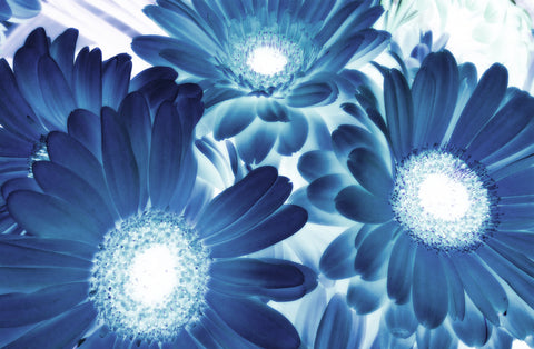 Blue Daisies | Rectangle