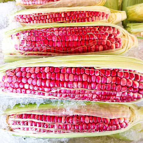 Corn on the Cob | Square