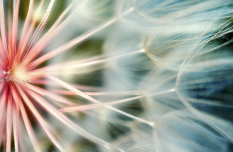 Dandelion | Rectangle