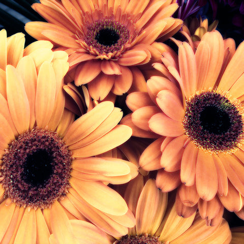 Gerbera Daisies | Square