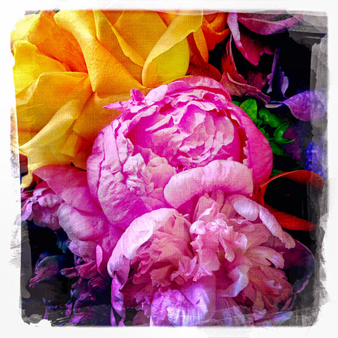 Magenta Peonies | Square