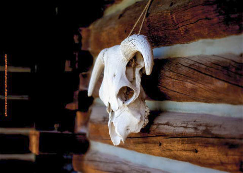 Skull