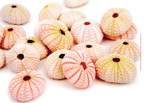 Pink Sea Urchins