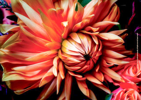 Fall Dahlia