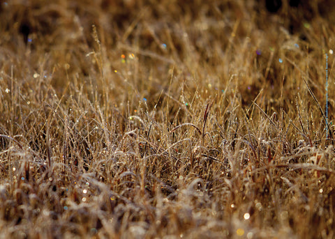 Wheatgrass with Dew