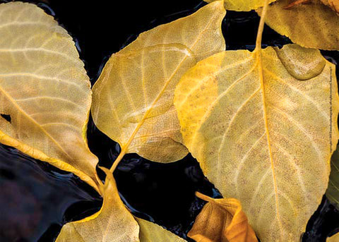 Leaves in Water