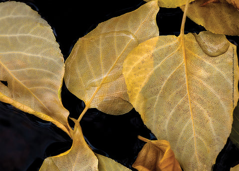 Leaves in Water