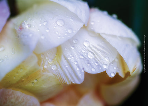 White Peony with Dew