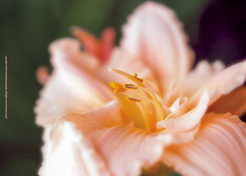 Peach Daylily