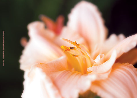 Peach Daylily