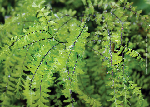 Green Fern