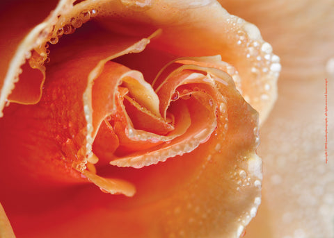 Orange Rose with Dew