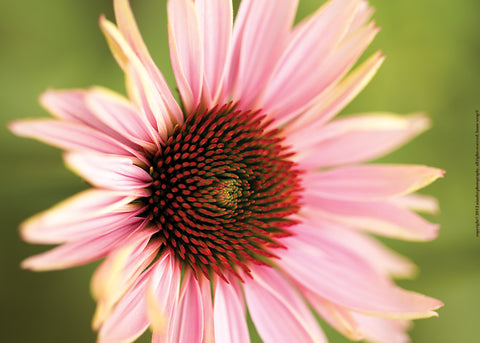 Pink Daisy