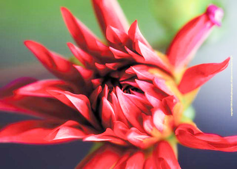 Red Dahlia