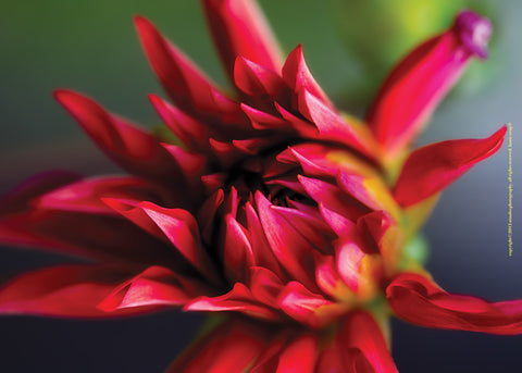 Red Dahlia