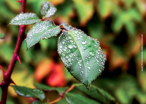 Rose Leaf with Dew