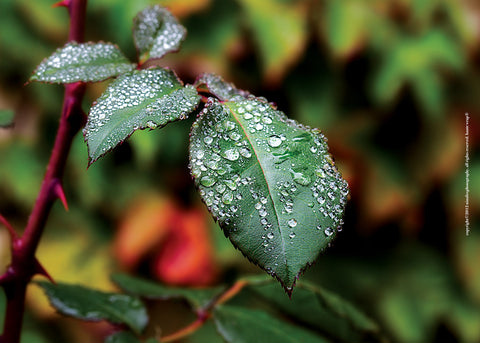 Rose Leaf with Dew