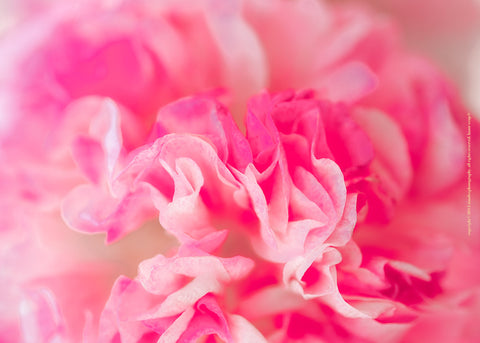 Pink Carnation