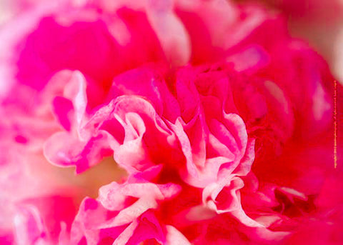 Pink Carnation