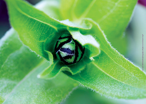 Green Striped Bud