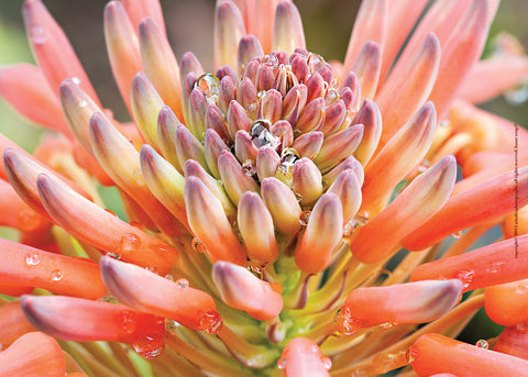 Orange Succulent with Dew