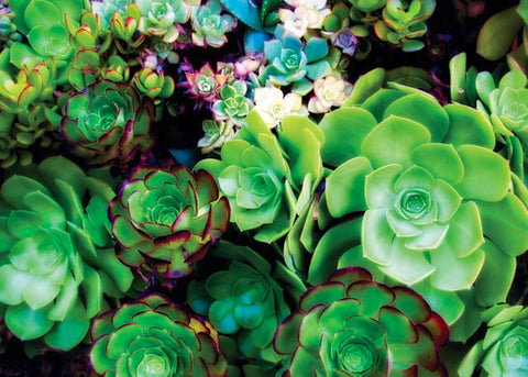 Green Succulents