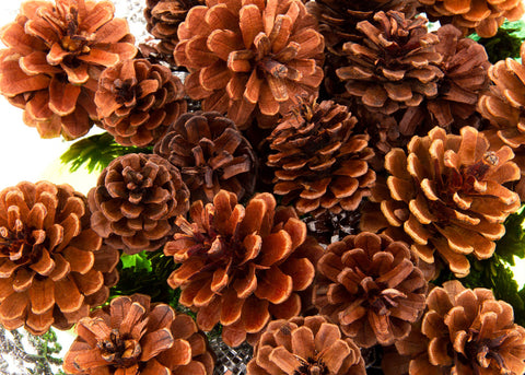 Pine Cones