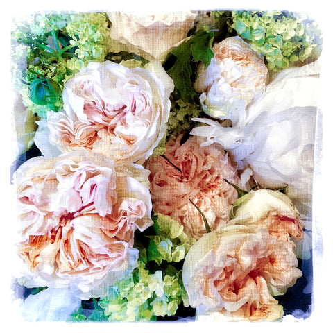 Pale Peonies | Square