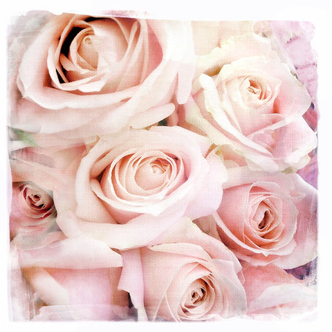 Pale Pink Roses | Square