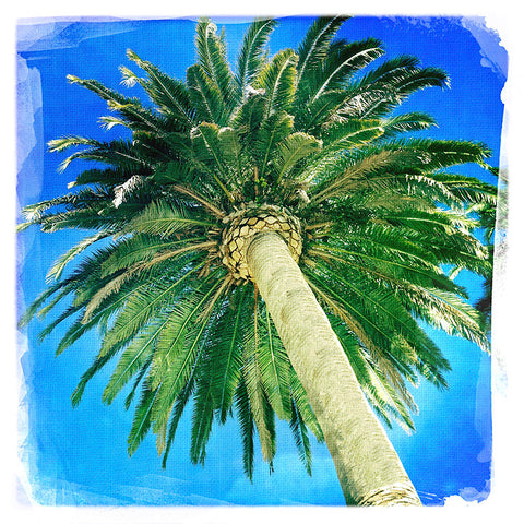 Square: Blue Sky Palm Tree