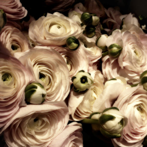 Ranunculus| Square