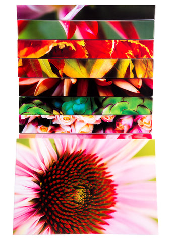 Pink Daisy