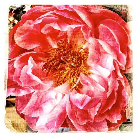 Rosey Peony