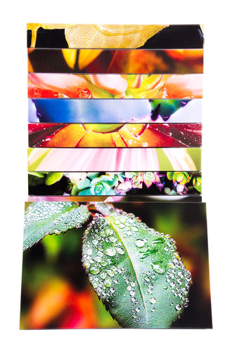 Rose Leaf with Dew