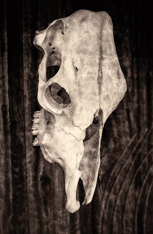 Stanley Skull Sepia | Rectangle