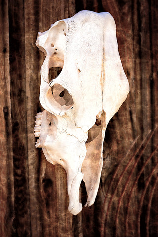 Stanley Skull | Rectangle