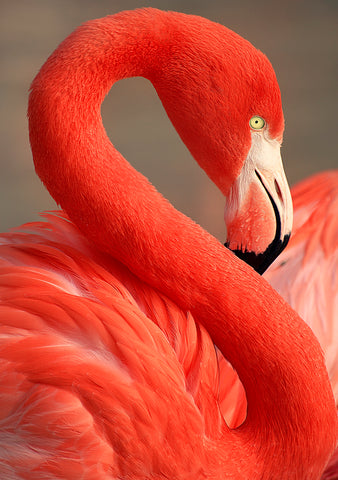 Flamingo | Rectangle