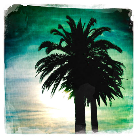 Palm Tree at Sunset | Square