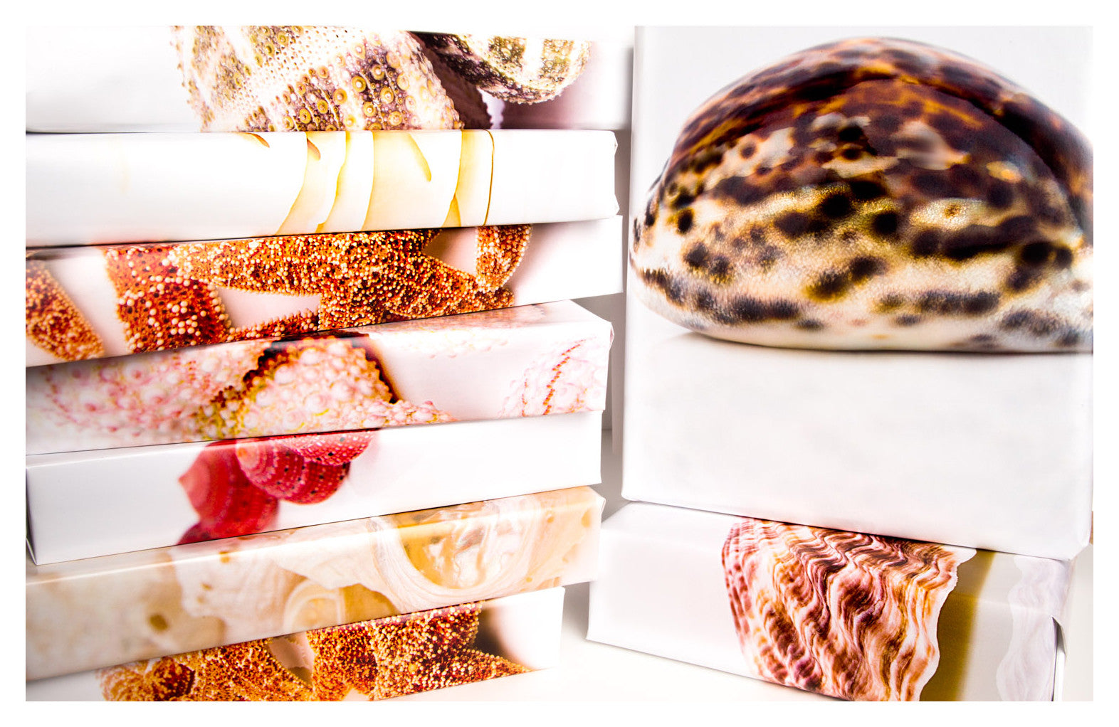 Scallop Shell - Haute Wrap